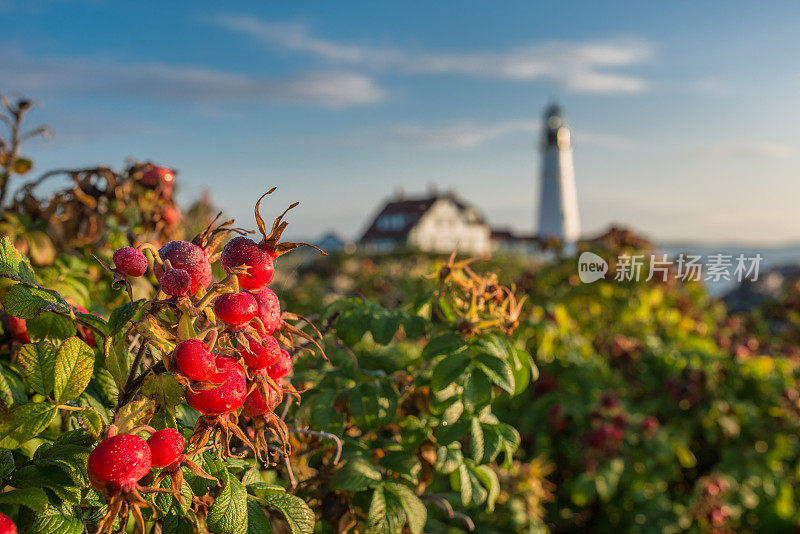 Rose Hip和Portland Head Lighthouse